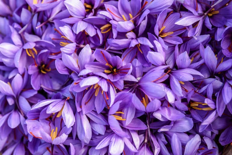 detailed image of multiple saffron flowers